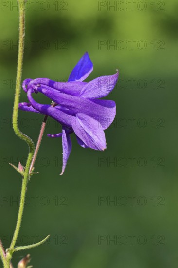 Columbine (Aquilegia vulgaris), blue flower in the garden, Wilnsdorf, North Rhine-Westphalia, Germany