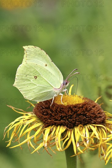 Lemon butterfly (Gonepteryx rhamny) on a yellow flower of a Great Telekie (Telekia speciosa), Wilnsdorf, North Rhine-Westphalia, Germany