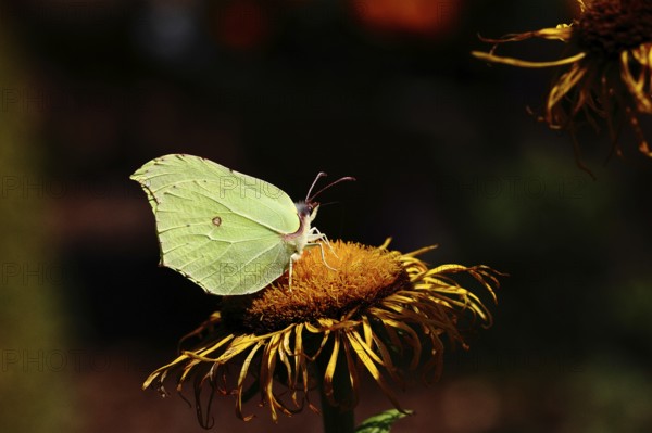 Lemon butterfly (Gonepteryx rhamny) on a yellow flower of a Great Telekie (Telekia speciosa), dark background, Wilnsdorf, North Rhine-Westphalia, Germany
