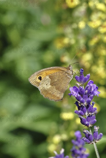 Meadow Brown (Maniola jurtina), on a lavender flower (Lavandula angustifolia), collecting nectar from a flower of the true lavender (Lavandula angustifolia), nice bokeh in the background, Wildlife, Insects, Butterflies, Butterfly, Close-up, Macro shot, Wilnsdorf, North Rhine-Westphalia, Germany