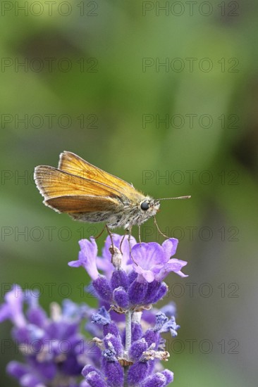 Large skipper (Ochlodes venatus), collecting nectar from a flower of Common lavender (Lavandula angustifolia), close-up, macro photograph, Wilnsdorf, North Rhine-Westphalia, Germany