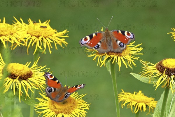 Peacock butterfly (Aglais io), two butterflies on yellow flowers of a Great Telekie (Telekia speciosa), macro photograph, Wilnsdorf, North Rhine-Westphalia, Germany