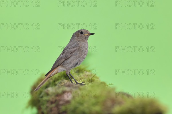 Black redstart (Phoenicurus ochruros), on a moss-covered tree stump in a garden, Wilnsdorf, North Rhine-Westphalia, Germany