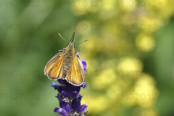 Large skipper (Ochlodes venatus), collecting nectar from a flower of Common lavender (Lavandula angustifolia), nice bokeh in the background, wildlife, insects, butterflies, butterfly, close-up, macro shot, Wilnsdorf, North Rhine-Westphalia, Germany