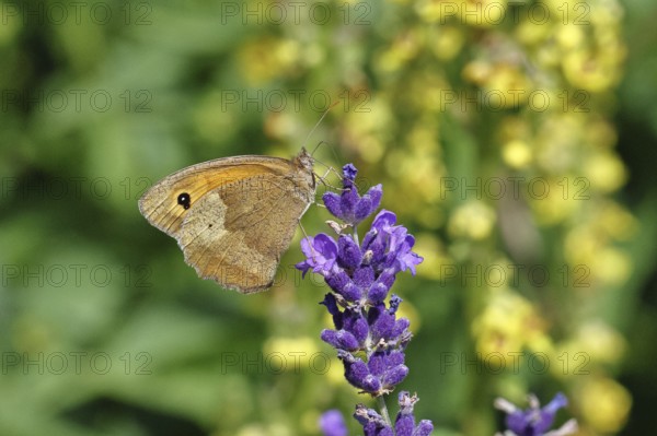 Meadow Brown (Maniola jurtina), on a lavender flower (Lavandula angustifolia), collecting nectar from a flower of the true lavender (Lavandula angustifolia), nice bokeh in the background, Wildlife, Insects, Butterflies, Butterfly, Close-up, Macro shot, Wilnsdorf, North Rhine-Westphalia, Germany
