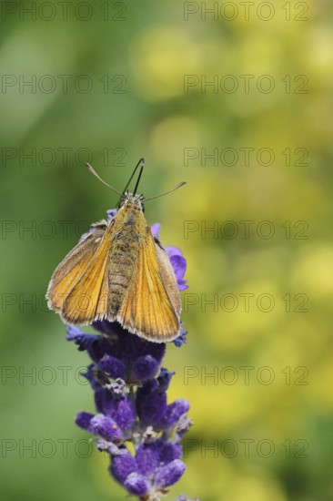 Large skipper (Ochlodes venatus), collecting nectar from a flower of Common lavender (Lavandula angustifolia), nice bokeh in the background, wildlife, insects, butterflies, butterfly, close-up, macro shot, Wilnsdorf, North Rhine-Westphalia, Germany