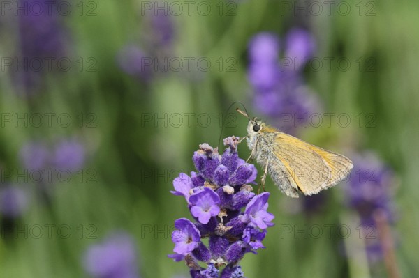 Large skipper (Ochlodes venatus), collecting nectar from a flower of Common lavender (Lavandula angustifolia), close-up, macro photograph, Wilnsdorf, North Rhine-Westphalia, Germany
