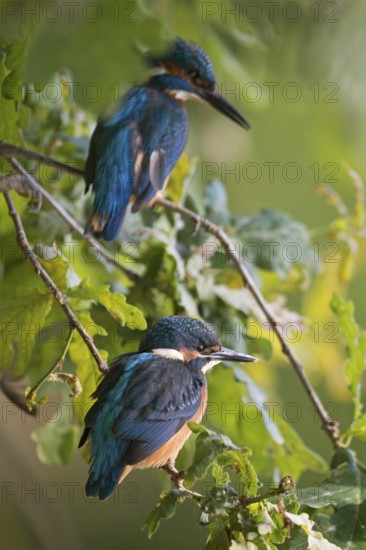 Father and son... Kingfisher (Alcedo atthis), young bird (front) sitting together with adult bird (back) in the bushes near the shore, native nature, wildlife, North Rhine-Westphalia, Rhineland, Germany, Western Europe
