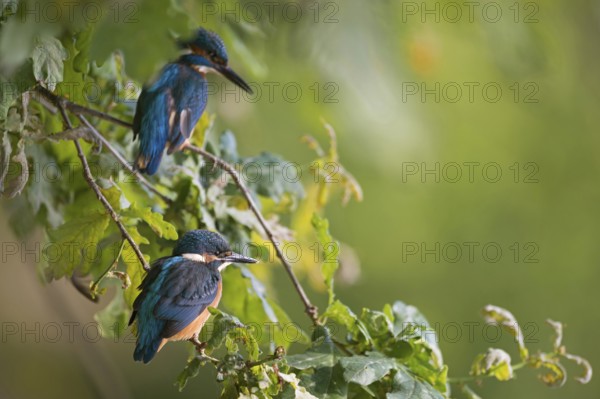 Father and son... Kingfisher (Alcedo atthis), young bird (front) sitting together with adult bird (back) in the bushes near the shore, native nature, wildlife, North Rhine-Westphalia, Rhineland, Germany, Western Europe