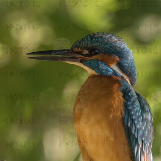 Quite unusual... Kingfisher (Alcedo atthis), male adult, adult male, recognisable by the completely black lower beak, detailed close-up, native nature, North Rhine-Westphalia, Rhineland, Germany, Western Europe