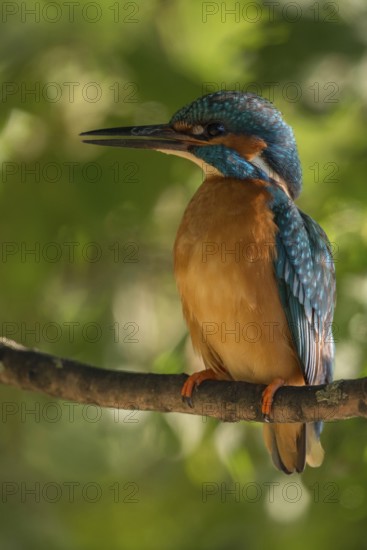Quite unusual... Kingfisher (Alcedo atthis), male adult, adult male, recognisable by the completely black lower beak, detailed close-up, native nature, North Rhine-Westphalia, Rhineland, Germany, Western Europe