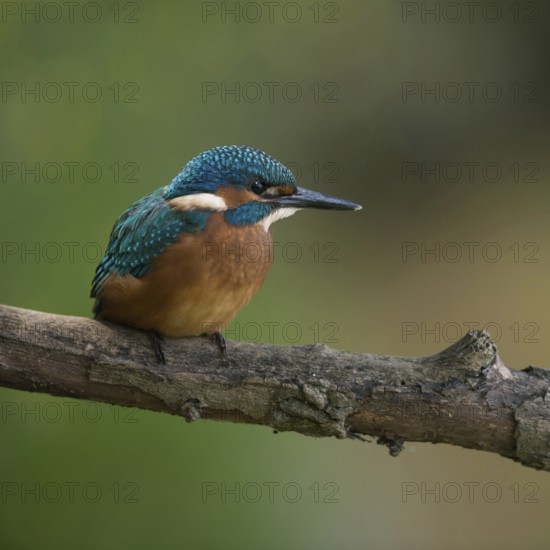Black feet... Kingfisher (Alcedo atthis), young bird, recognisable by the dark foot colour, freshly fledged, just fledged, early independent, native nature, North Rhine-Westphalia, Rhineland, Germany, Western Europe