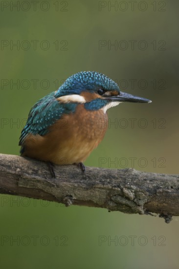 Black feet... Kingfisher (Alcedo atthis), young bird, recognisable by the dark foot colour, freshly fledged, just fledged, early independent, native nature, North Rhine-Westphalia, Rhineland, Germany, Western Europe