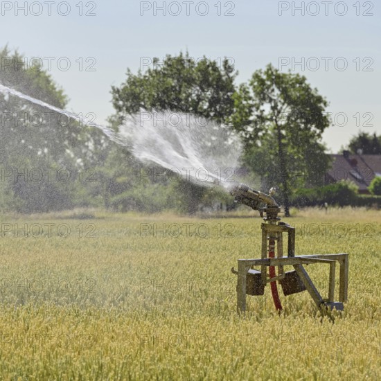Water shortage... Midsummer (summer heat), sprinkler wagon waters a grain field on a hot summer day, field irrigation, native nature, drought, water consumption, Lower Rhine, Rhine district Neuss, North Rhine-Westphalia, Germany, Western Europe