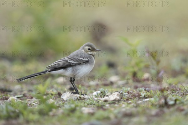 Young bird... White wagtail (Motacilla alba) in typical habitat, on a ruderal area, dry fallow land, wildlife, native nature, North Rhine-Westphalia, Rhineland, Germany, Western Europe