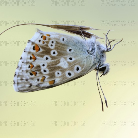 Filigree... Chalkhill Blue (Polyommatus coridon), butterfly resting upside down on a blade of grass, native nature, Eifel, North Rhine-Westphalia, Germany, Western Europe