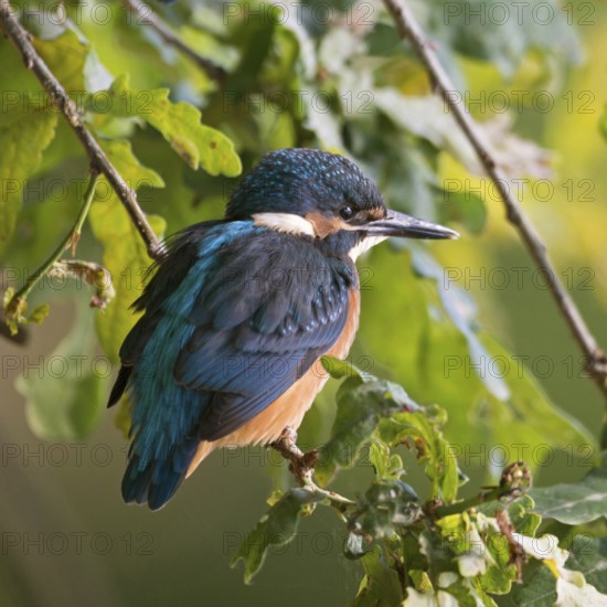In the bushes near the shore ... Kingfisher (Alcedo atthis), fledgling sits hidden in the bushes near the bank in the hanging branches of an oak tree, native nature, wildlife, North Rhine-Westphalia, Rhineland, Germany, Western Europe