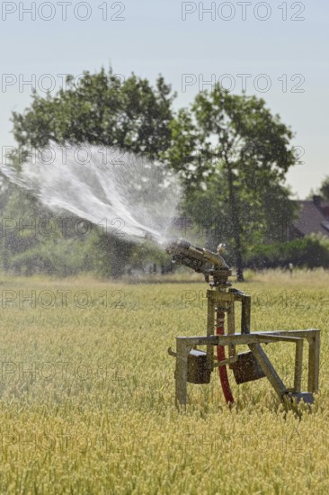 Water shortage... Midsummer (summer heat), sprinkler wagon waters a grain field on a hot summer day, field irrigation, native nature, drought, water consumption, Lower Rhine, Rhine district Neuss, North Rhine-Westphalia, Germany, Western Europe