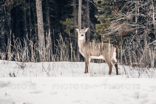 Wildlife on a winter road trip on the Icefields Parkway with lots of snow and ice, Banff National Park, Jasper National Park, Alberta, Canada