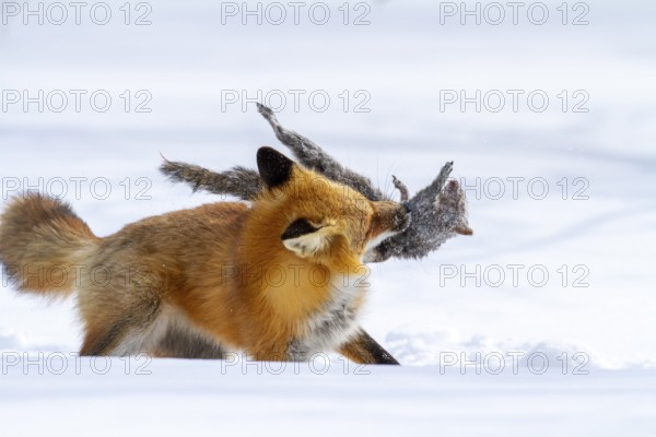 Red fox (vulpes vulpes), Fox hunting eastern gray squirrel (sciurus carolinensis) in winter. Province of Quebec, Canada, North America