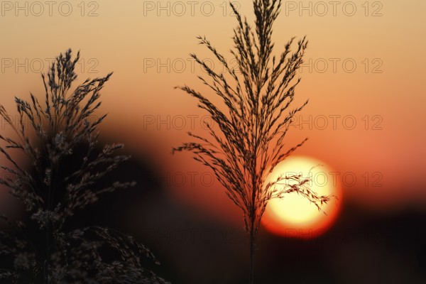 Reed (Phragmites australis), flower panicles in a marshy area, sunset, Saintes-Maries-de-la-Mer, Camargue Regional nature park Park, France