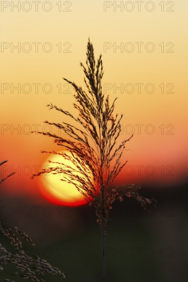 Reed (Phragmites australis), flower panicles in a marshy area, sunset, Saintes-Maries-de-la-Mer, Camargue Regional nature park Park, France