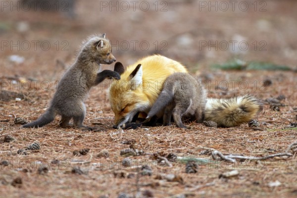 Red fox (vulpes vulpes), fox playing with cubs, Province of Quebec, Canada, North America