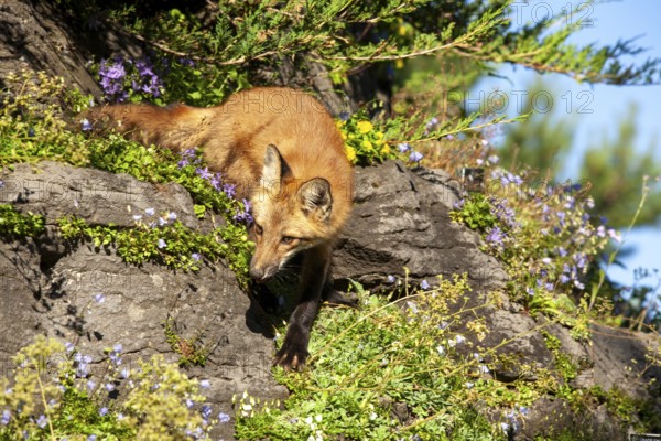 Red fox (Vulpes vulpes), Fox standing on a rock and looking for a prey, Montreal botanical garden, Province of Quebec, Canada, North America