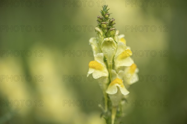 Common toadflax (Linaria vulgaris), Emsland, Lower Saxony, Germany