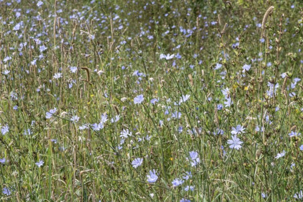 Chicory (Cichorium intybus), Lower Saxony, Germany