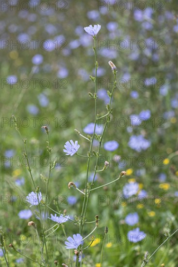 Chicory (Cichorium intybus), Lower Saxony, Germany