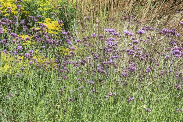 Flower bed with Solidago canadensis (Solidago canadensis), Purpletop vervain (Verbena bonariensis) and garden riding grass (Calamagrostis x acutiflora), Lower Saxony, Germany