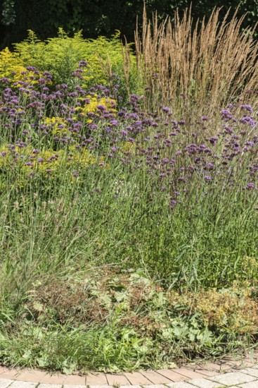 Flower bed with Solidago canadensis (Solidago canadensis), Purpletop vervain (Verbena bonariensis) and garden riding grass (Calamagrostis x acutiflora), Lower Saxony, Germany