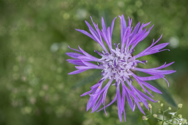 Meadow knapweed (Centaurea jacea), Lower Saxony, Germany