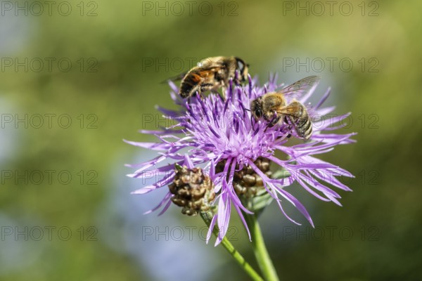 Tapered Dronefly (Eristalis pertinax) in a meadow knapweed (Centaurea jacea), Lower Saxony, Germany