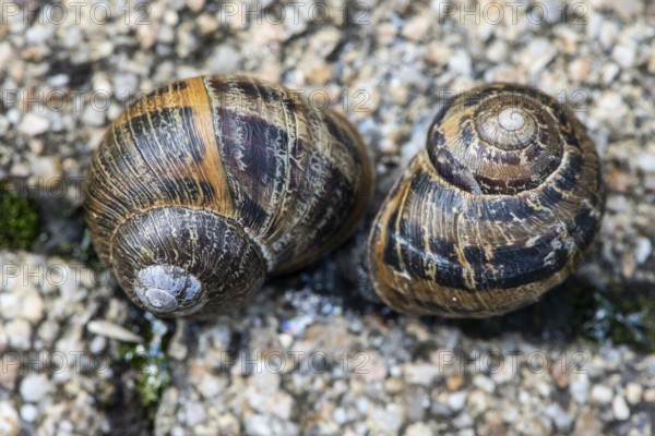 Cornu aspersum (Cornu aspersum), Lower Saxony, Germany