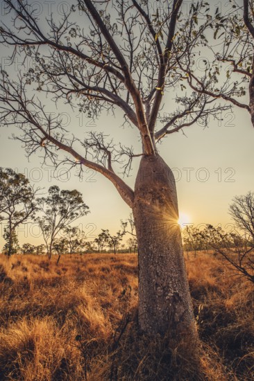 Australia Outback Boab Tree, Australia