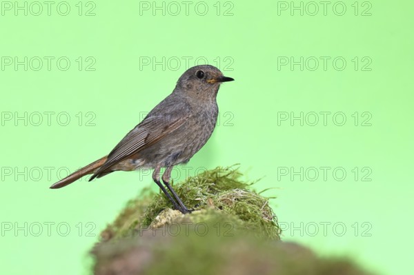Black redstart (Phoenicurus ochruros), on a moss-covered tree stump in a garden, Wilnsdorf, North Rhine-Westphalia, Germany