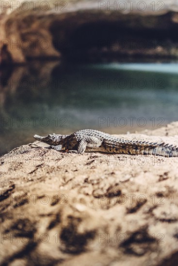 Tunnel Creek National Park with a crocodile in the north-west of Australia in the outback. Waters