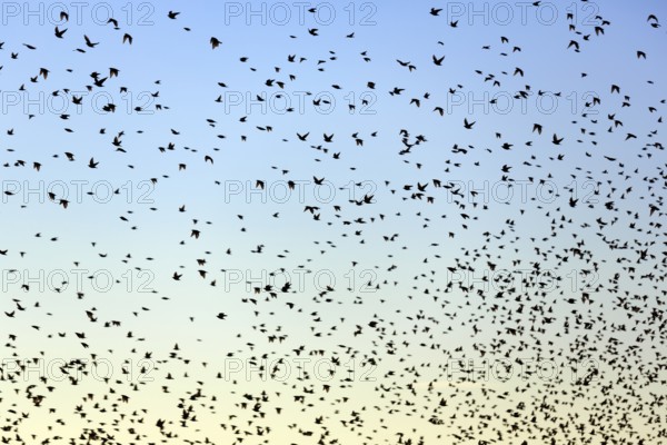 A flock of soaring starlings (Sturnus vulgaris) in the evening sky, full-frame, Camargue Regional Natural Park, France