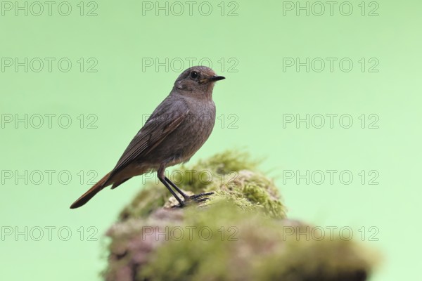Black redstart (Phoenicurus ochruros), on a moss-covered tree stump in a garden, Wilnsdorf, North Rhine-Westphalia, Germany