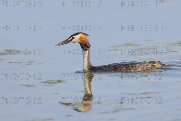 Great Crested Grebe (Podiceps Scalloped ribbonfish) swimming on Lake Ziggsee, animal photo, bird, bird species, nature photo, wildlife, fauna, Lake Neusiedl National Park, Seewinkel, Burgenland, Austria, Eastern Europe