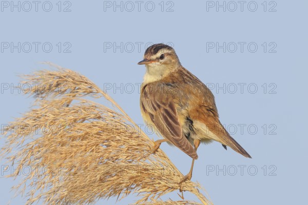 Reed Warbler (Acrocephalus schoenobaenus) sitting on a reed, wildlife, migratory bird, nature photography, Apetlon, Lake Neusiedl, Burgenland, Austria
