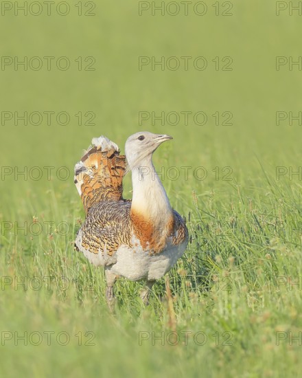 Great Bustard (Otis tarda), standing in a meadow, steppe bird, extremely rare bird species, threatened with extinction, heaviest flying bird, male, cock, wildlife, nature photography, Lake Neusiedl, Hansag, Burgenland, Hungary, Austria, Eastern Europe