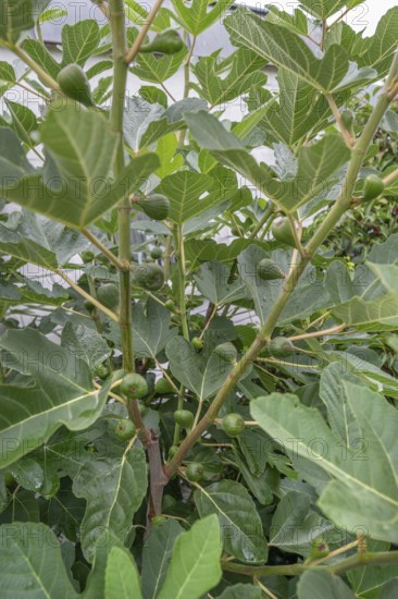 Unripe figs on a tree, Bavaria, Germany