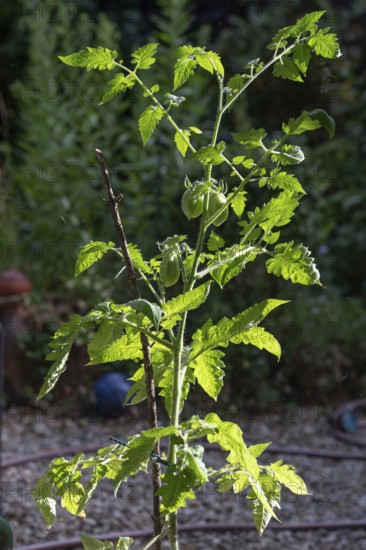 Tomato bush with green tomatoes (Solanum lycopersicum), Bavaria, Germany