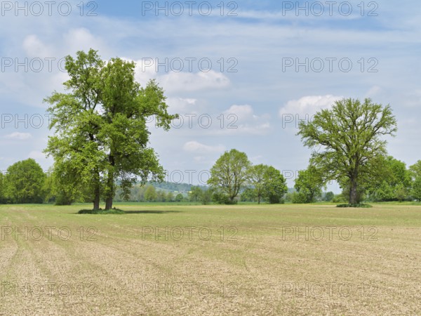 A group of English oaks (Quercus robur), standing in a field during leaf emergence, Siebeneichen nature reserve, Freiamt, Canton Aargau, Switzerland