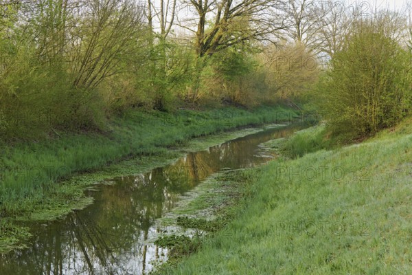 Small stream leads through forest with English oaks, Siebeneichen nature reserve, Merenschwand, Freiamt, Canton Aargau, Switzerland