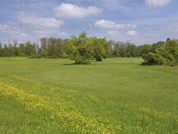Field of flowering buttercup (Ranunculus), Freiamt, Canton Aargau, Switzerland