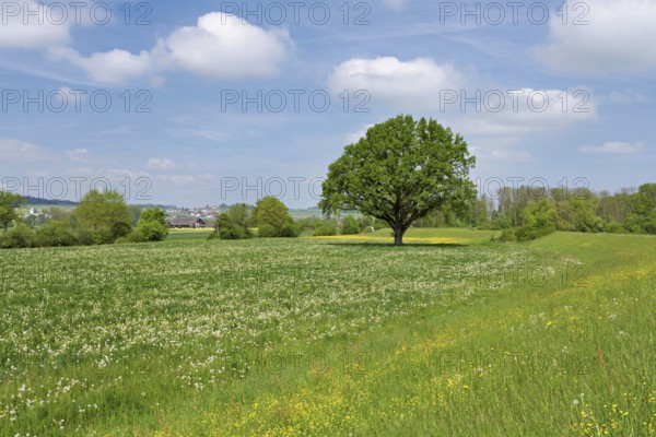 English oak (Quercus robur), leaf budding in front of a blue cloudy sky, Freiamt, Canton Aargau, Switzerland